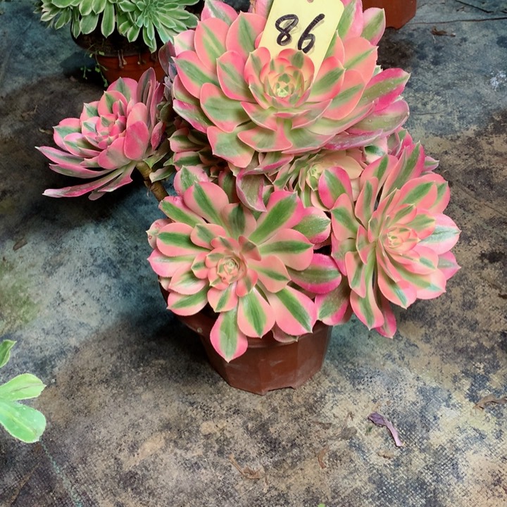 86粉女巫多肉一物一拍