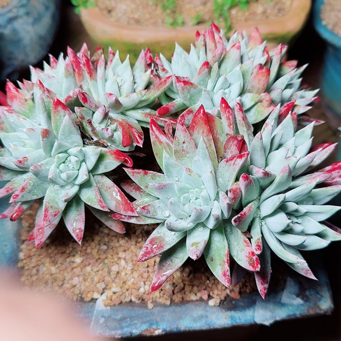 8021刘丹白毫苹果叶杂交