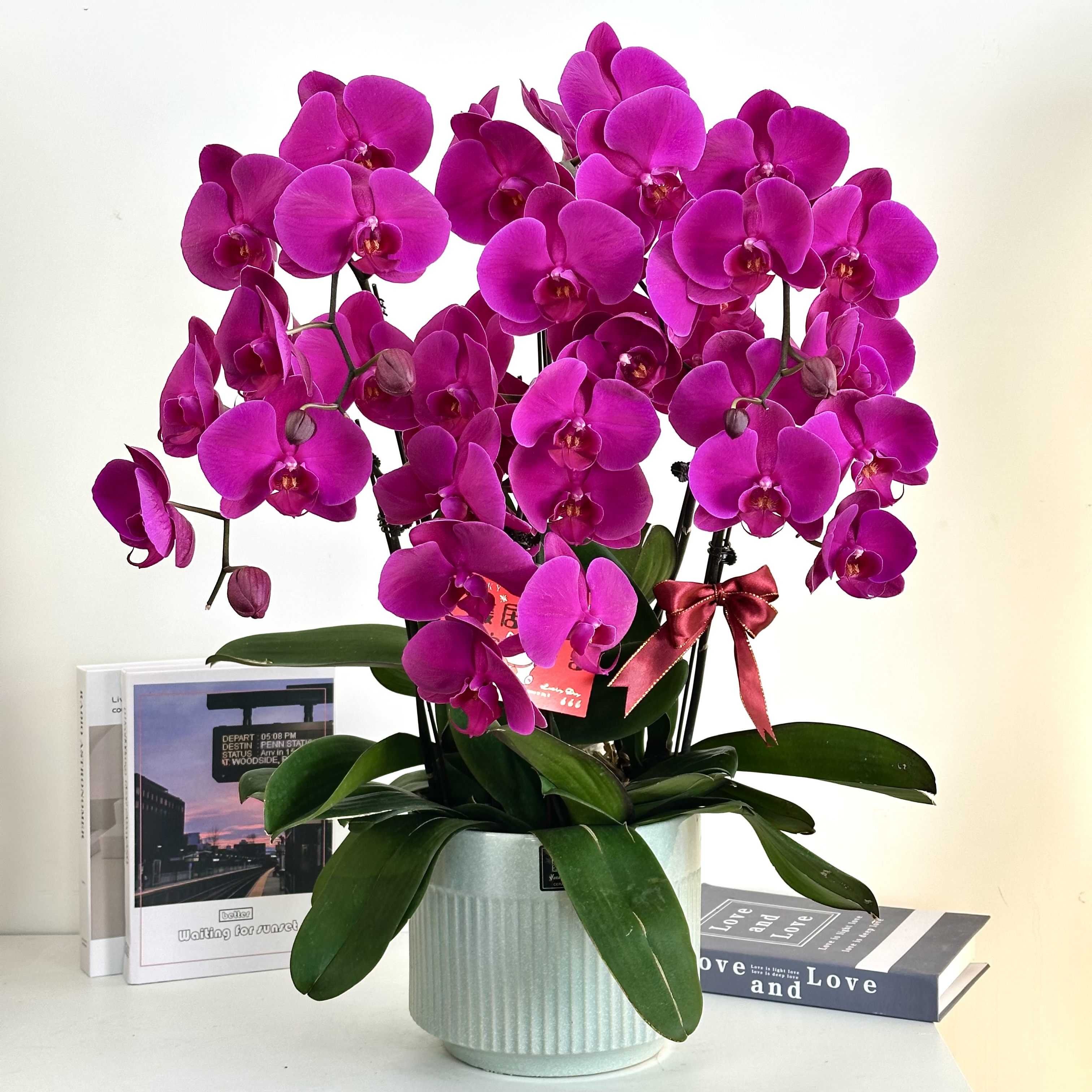 【中国红】蝴蝶兰鲜花精致组盆 开花株 室内绿植 养兰基地直发