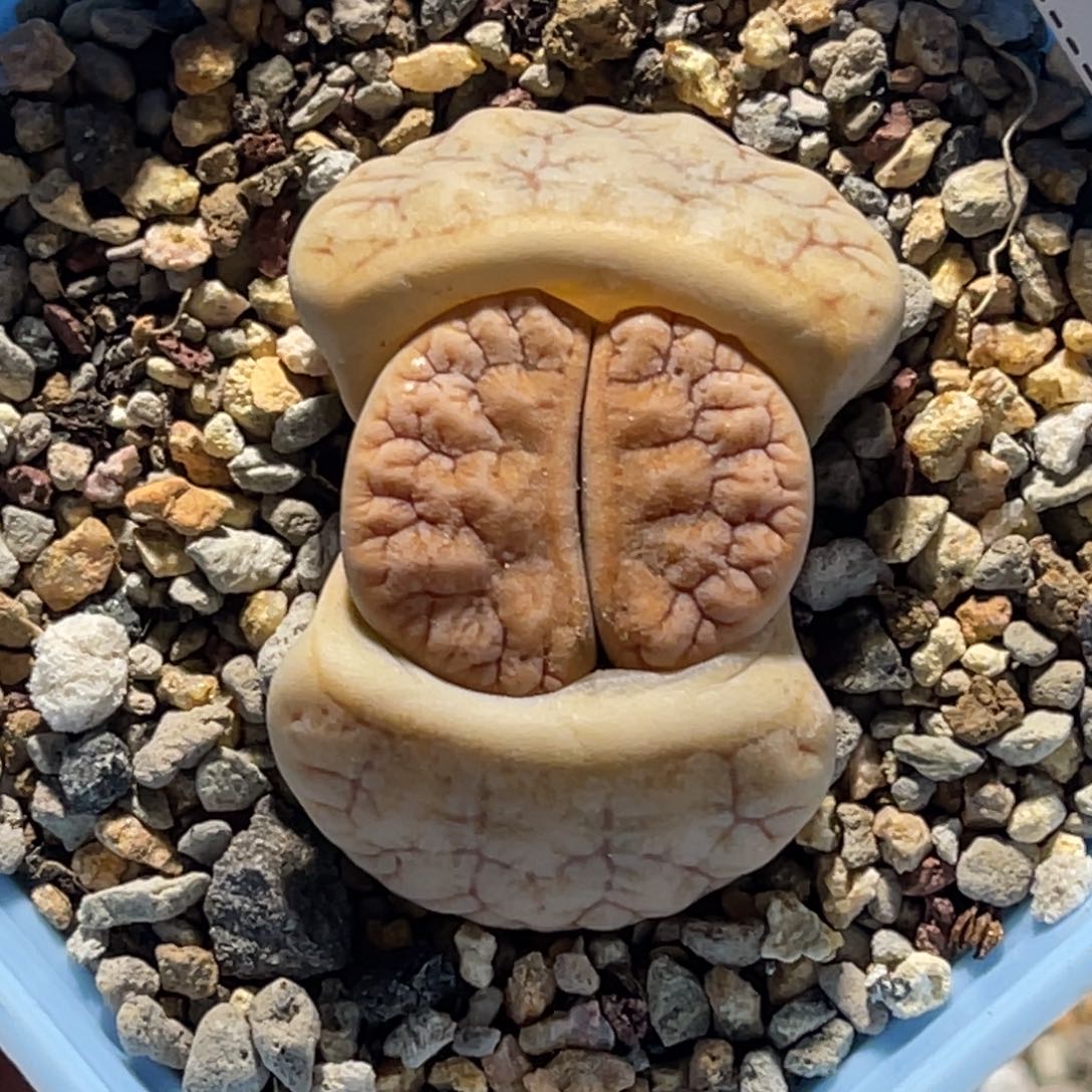 3002拿铁261粗纹。