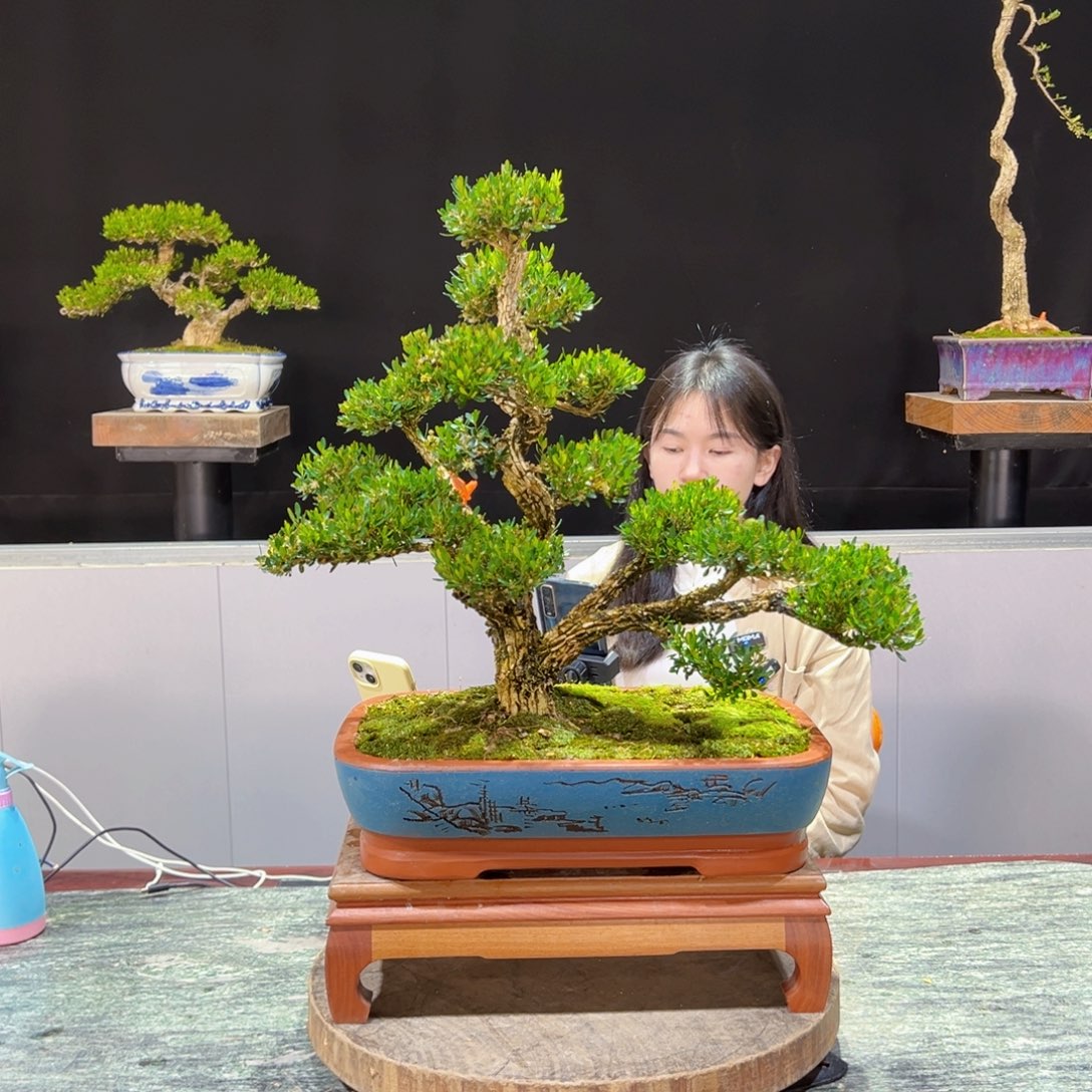 黄杨盆景老桩四季常青