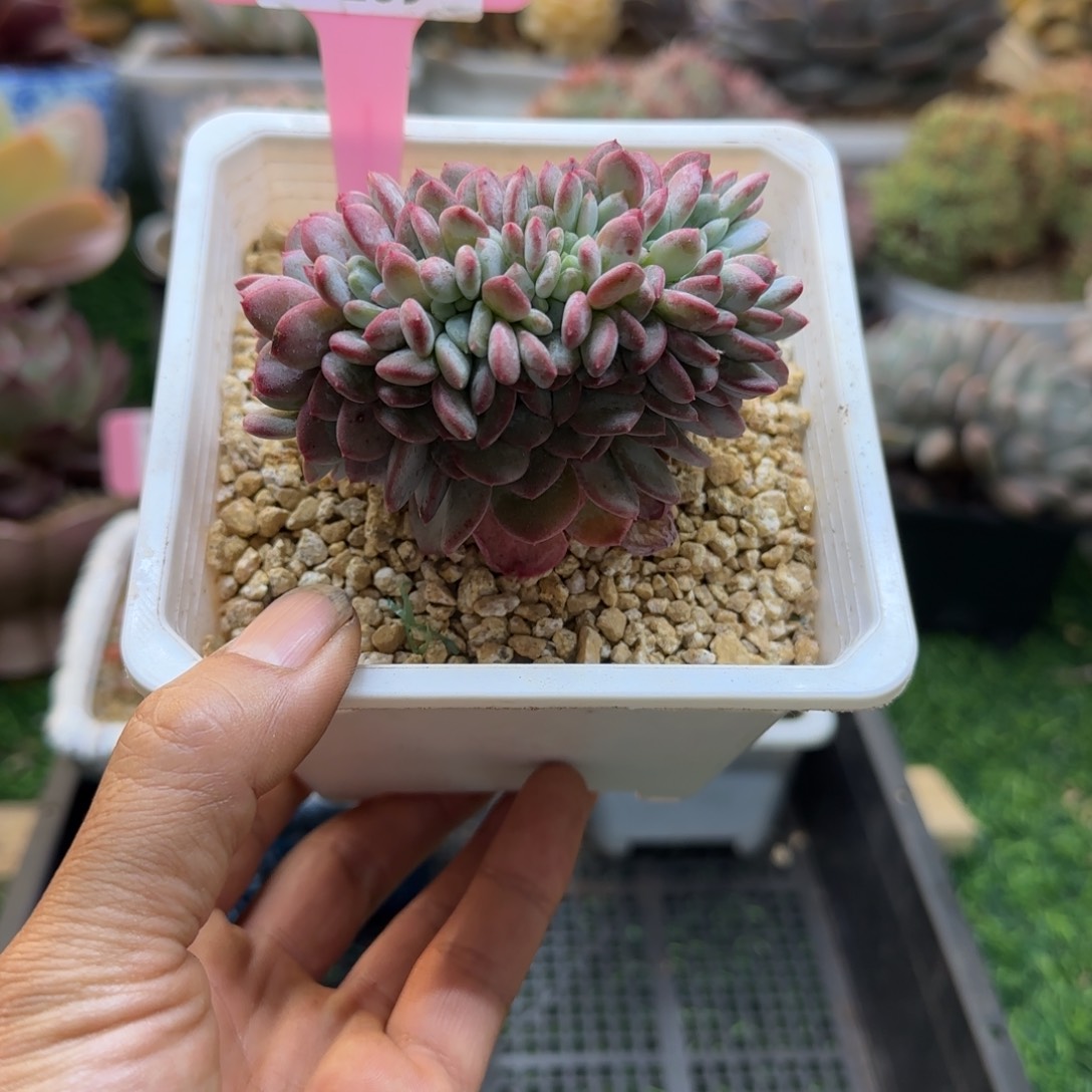 锦安精品多肉植物269