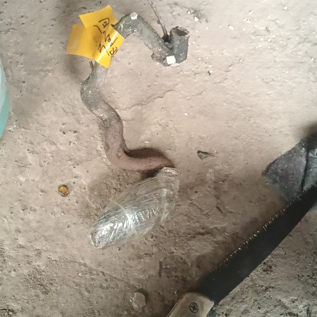 熟桩荀子盆景白花珍珠大果荀子盆景掌上盆景阳台盆景造型盆景