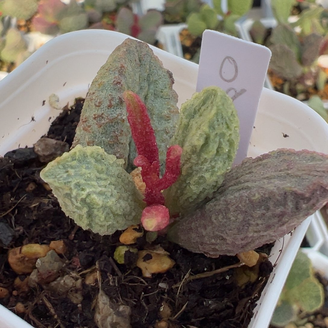 大叶型实生新品大苗多肉植物