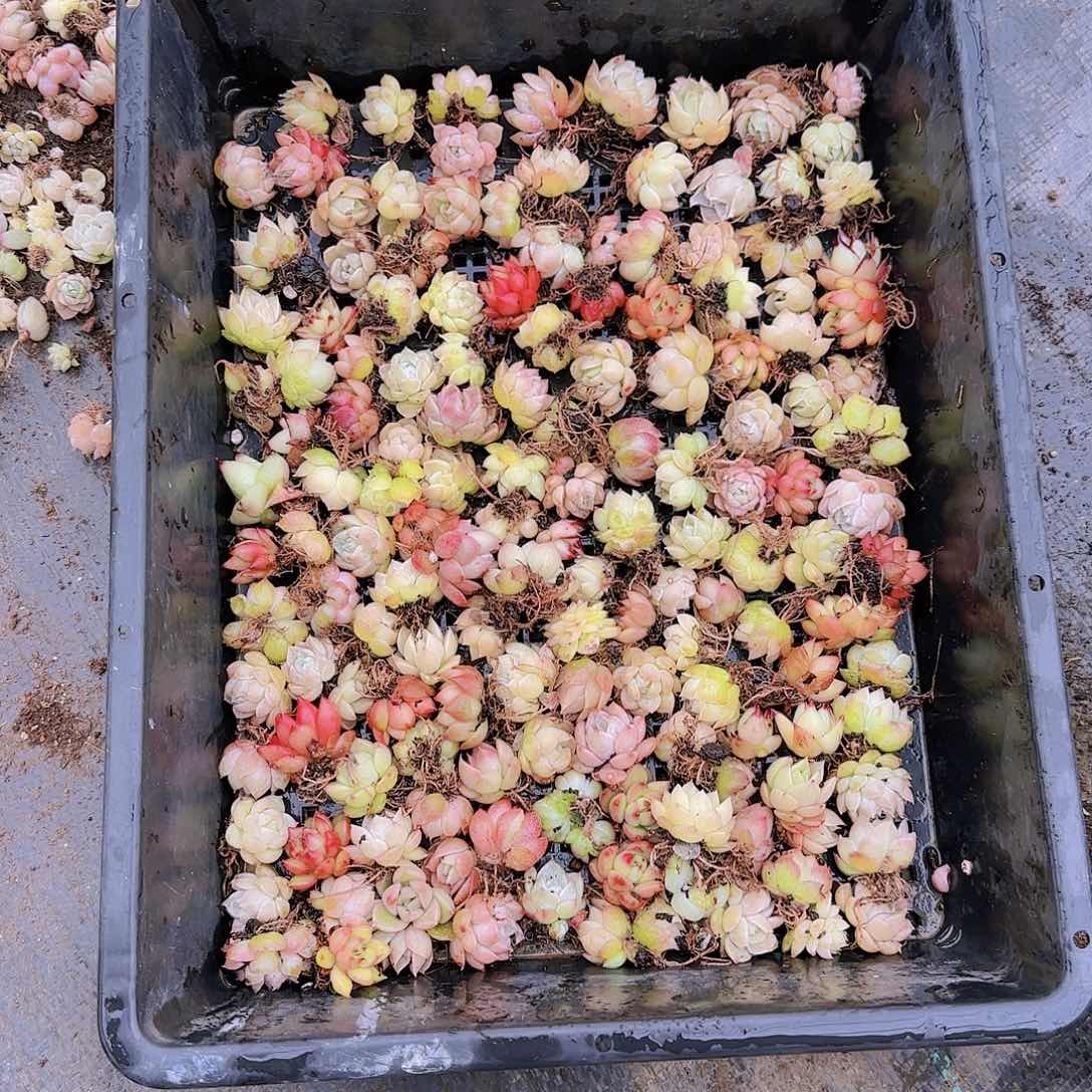 整筐保底100颗以上量拍