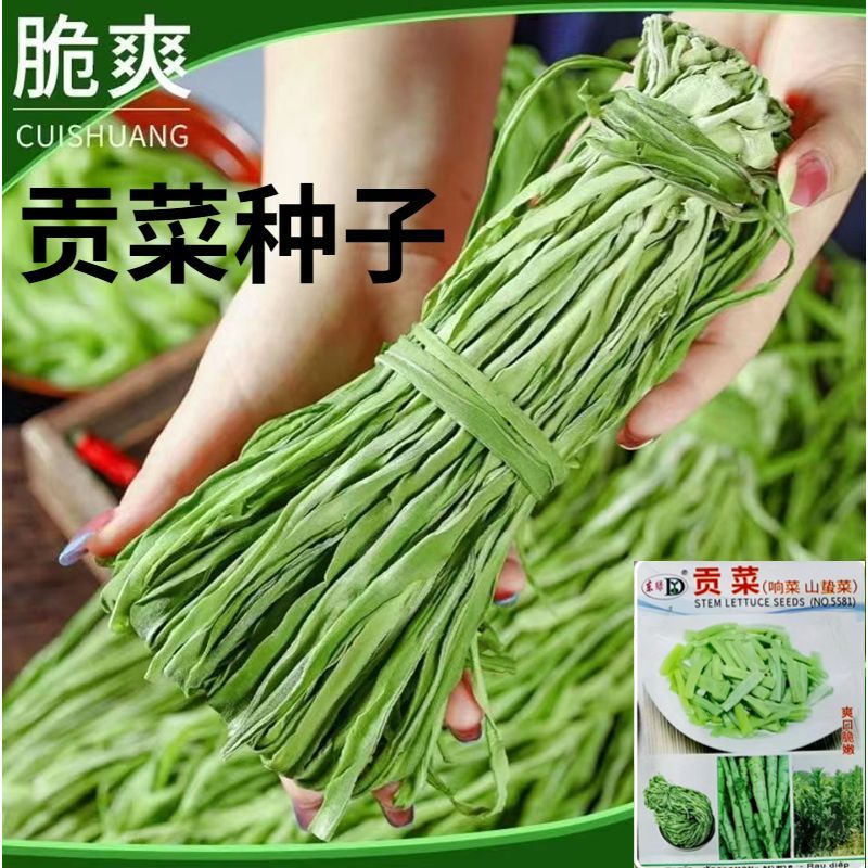 特产贡菜种子苔干菜种子地方蔬菜种子响菜籽四季播种高产耐热抗寒