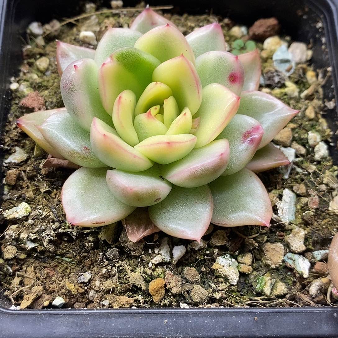 19204 不知名冬云锦 需延时发货