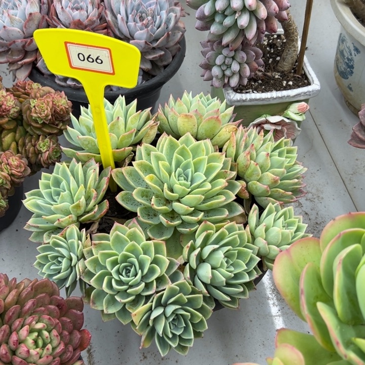 ヾ**、三色锦多肉植物066