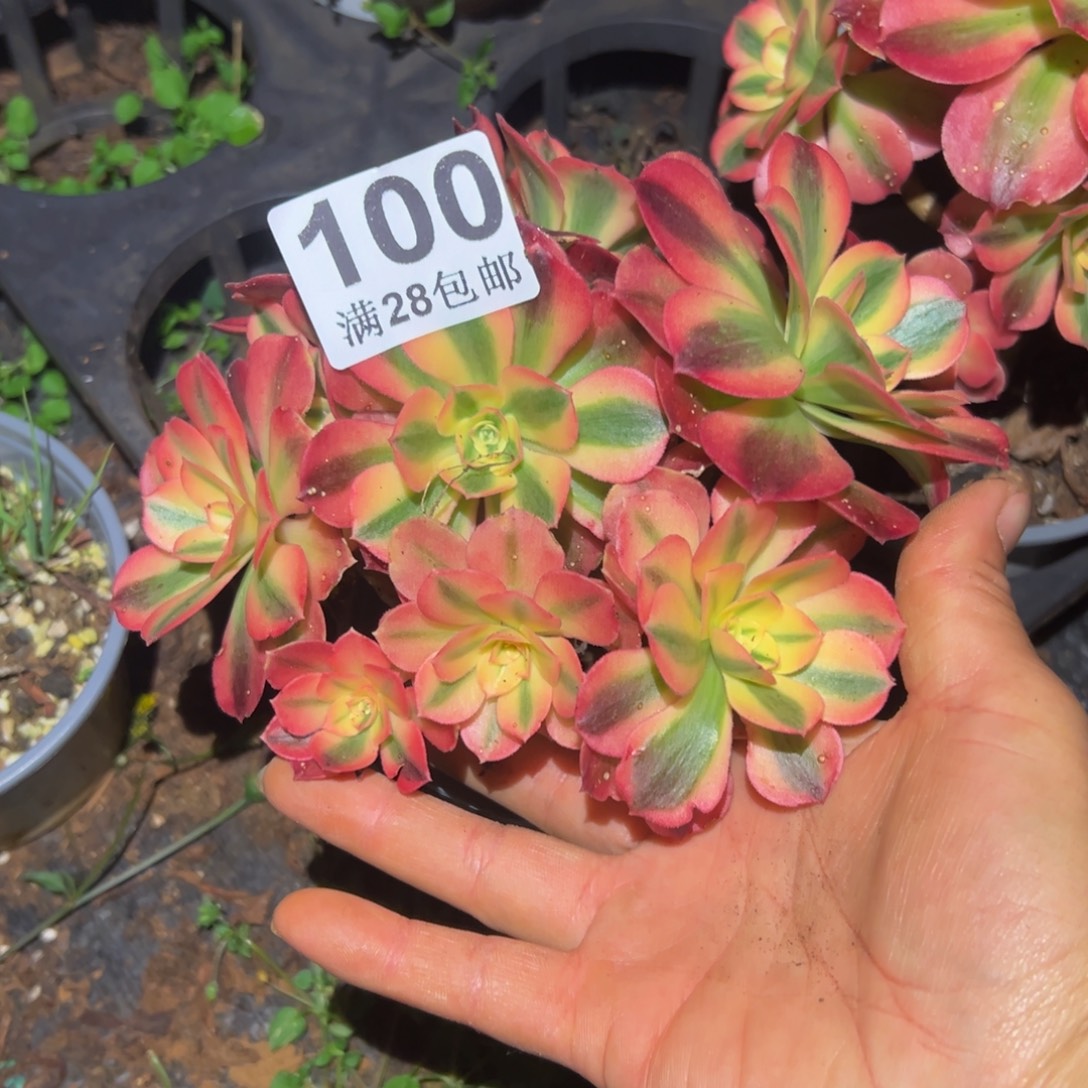多肉植物100无售后