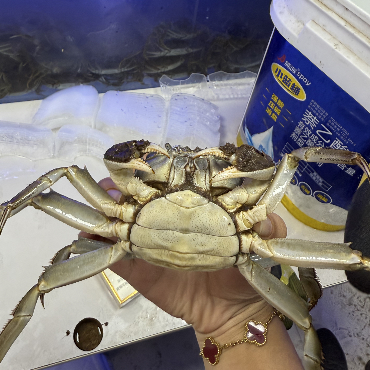 江苏纯母大闸蟹2.5两一公斤