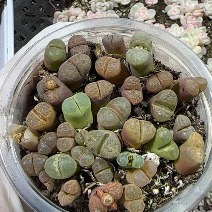 风铃多肉植物一盒