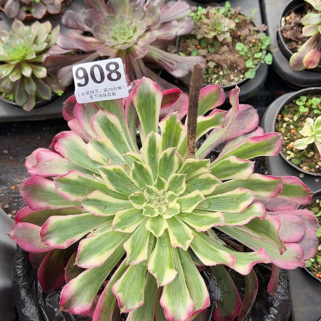 天河908多肉植物多肉植物