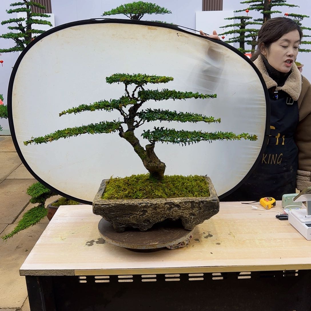 盆景直播间一物一拍