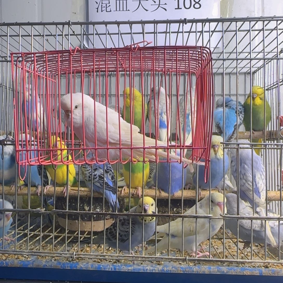 虎皮鹦鹉大头鹦鹉