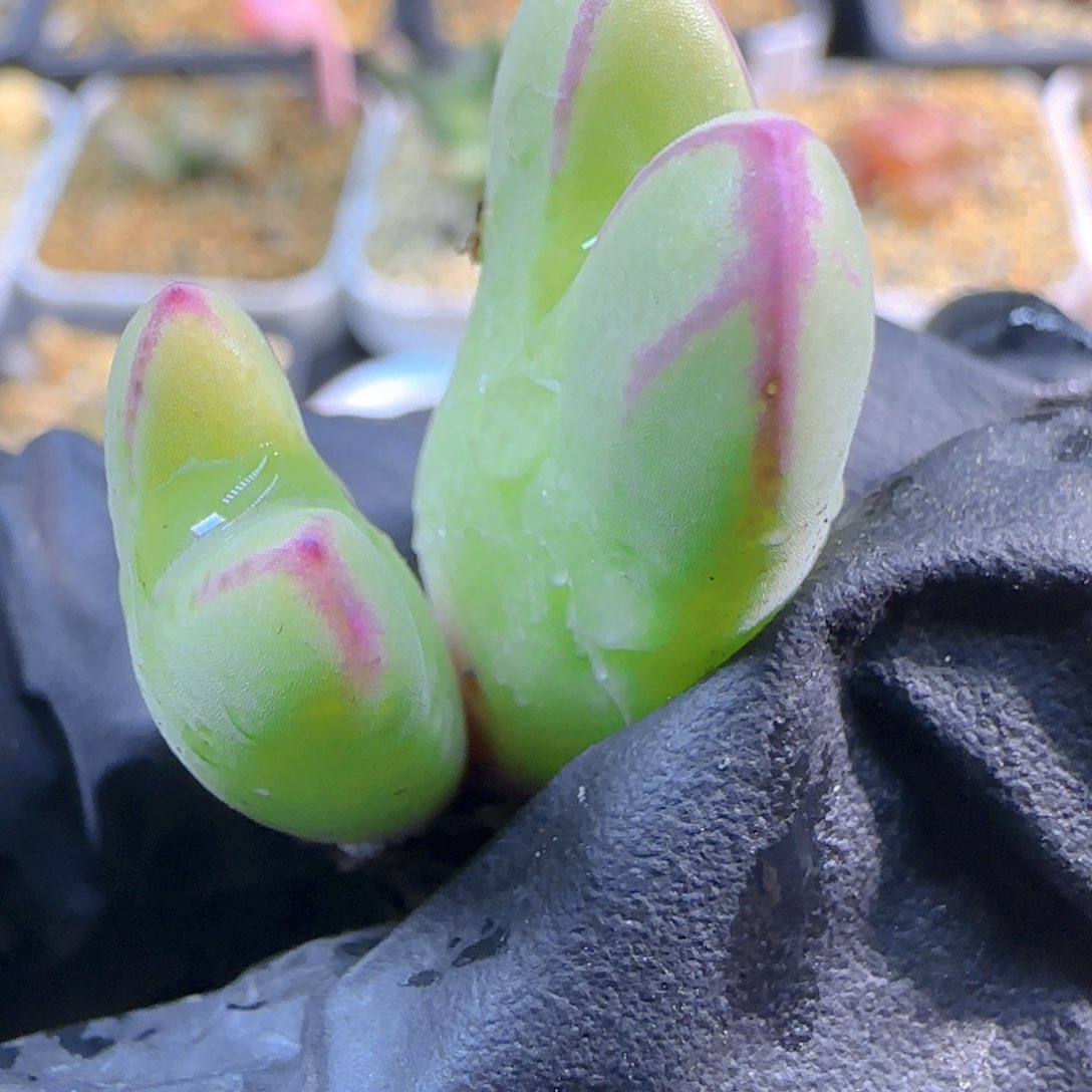 用****6多肉植物985SP3号