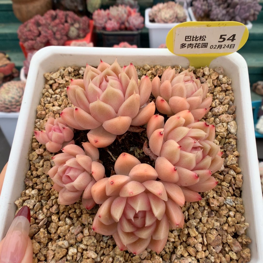 54爱心型麦杆群多肉植物