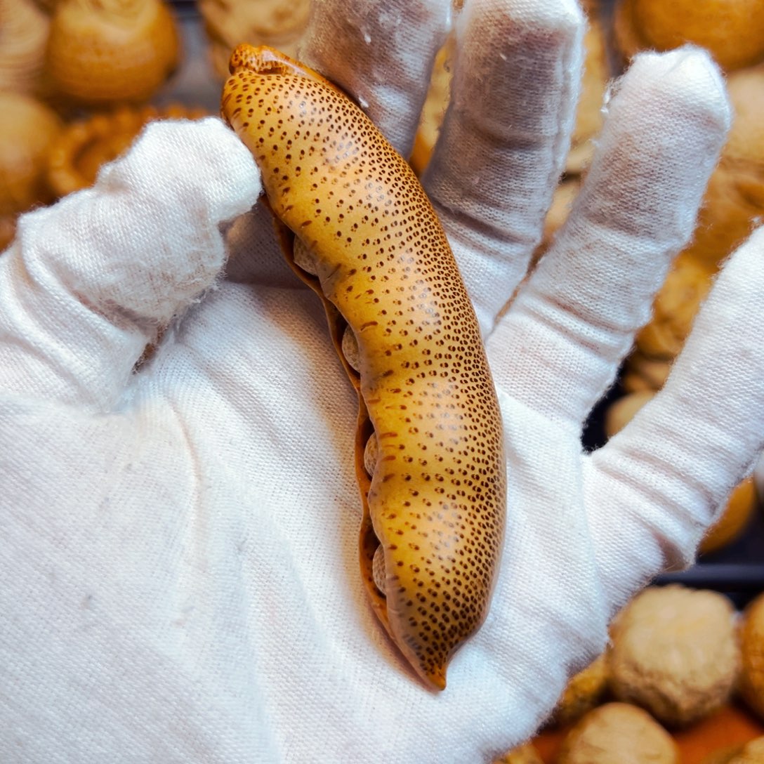 竹根雕竹雕豆荚。      