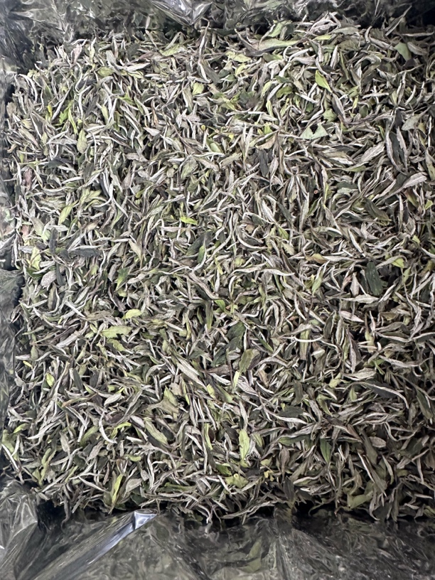 2025年幽兰香一级白牡丹