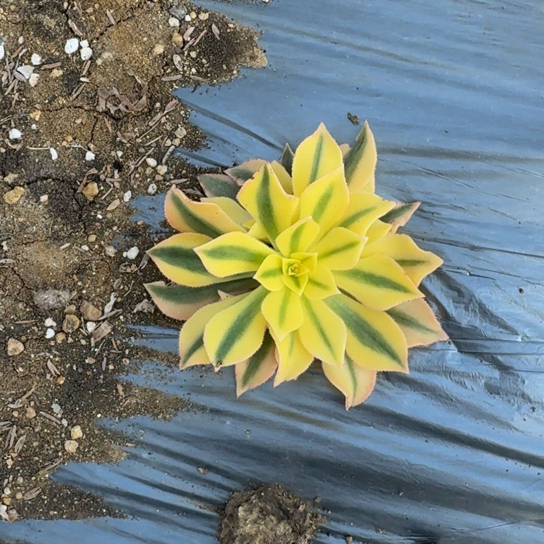 月*胧039魅影寄养到秋