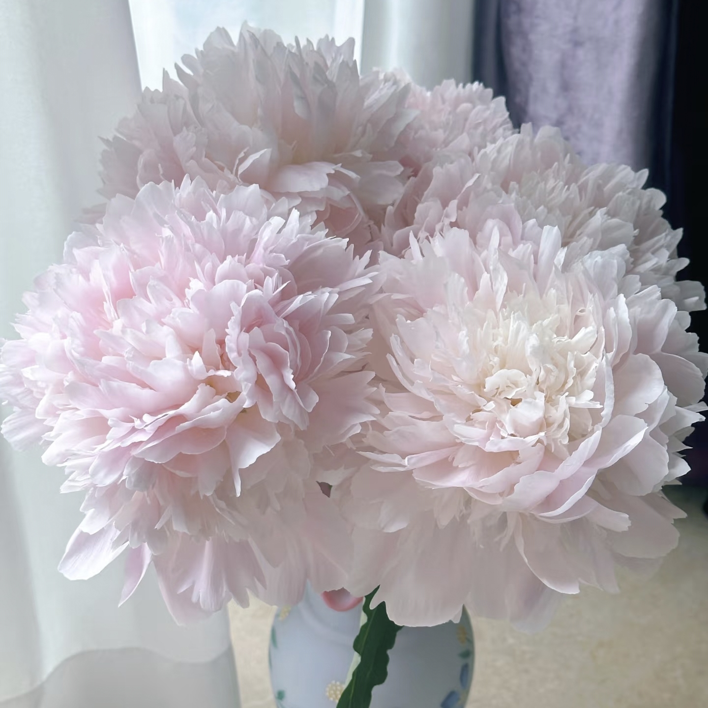 佩尔进口观赏芍药花苗带根块多年生正宗庭院盆栽芍药花