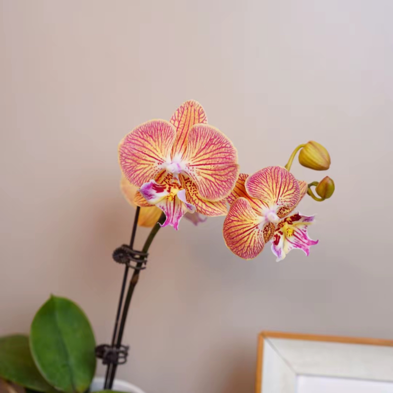 蝴蝶兰--【金缕衣】任意两颗包邮，只拍一颗发苗！！