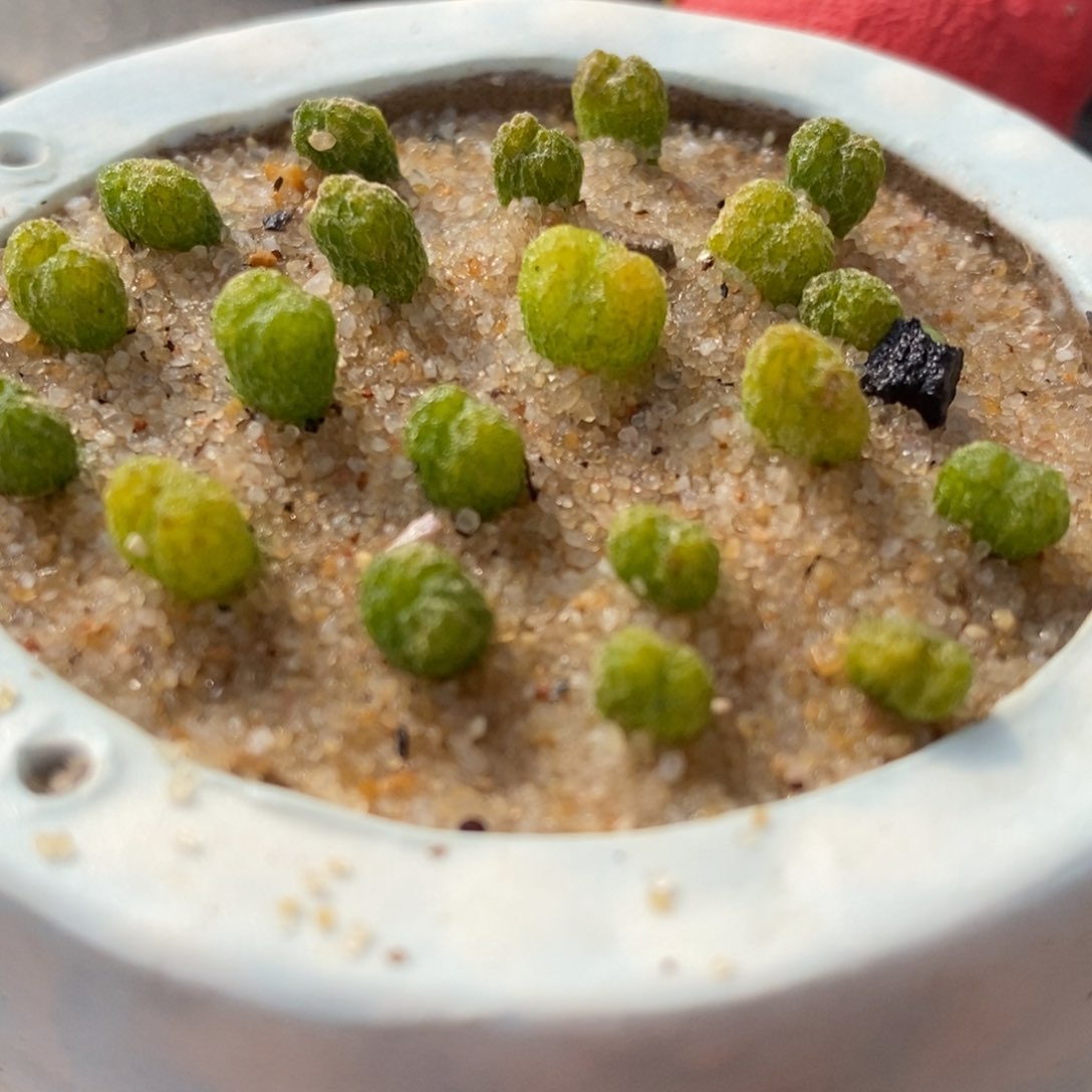 小精灵一颗小精灵