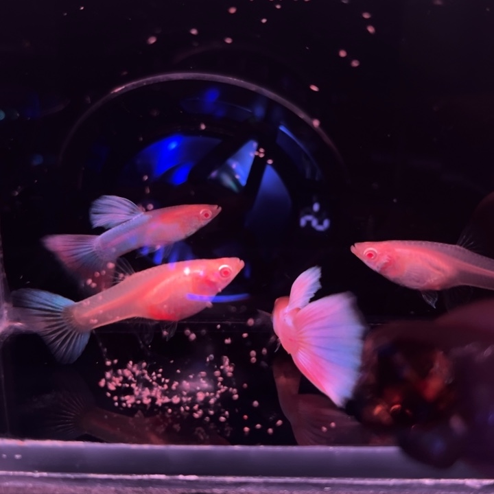 孔雀鱼天使彩虹2对