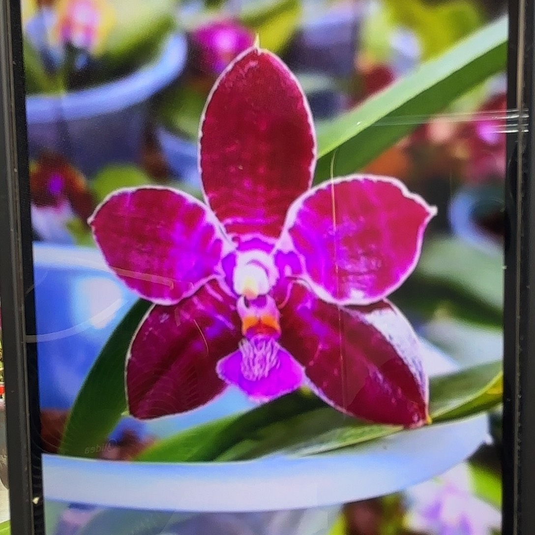 当前无花栽培后可以开花叶损福利漏