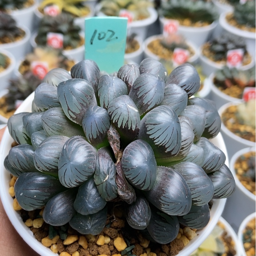 【闪购商品】最****黄102双头冰灯