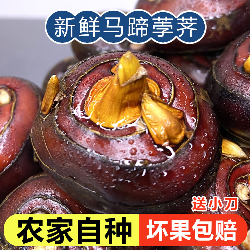 湖北新鲜马蹄荸荠