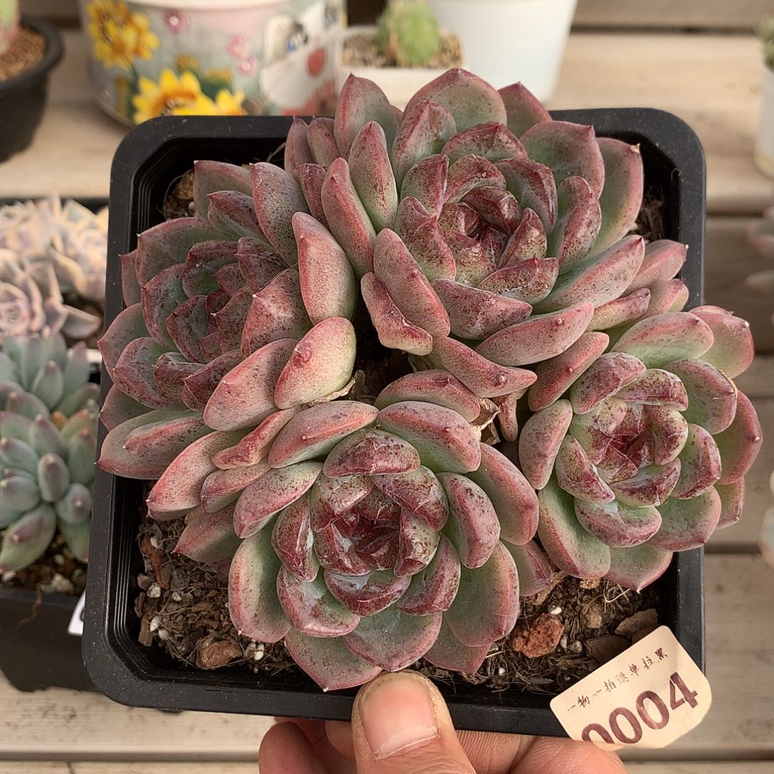 0004重庆森林多肉一颗14厘米