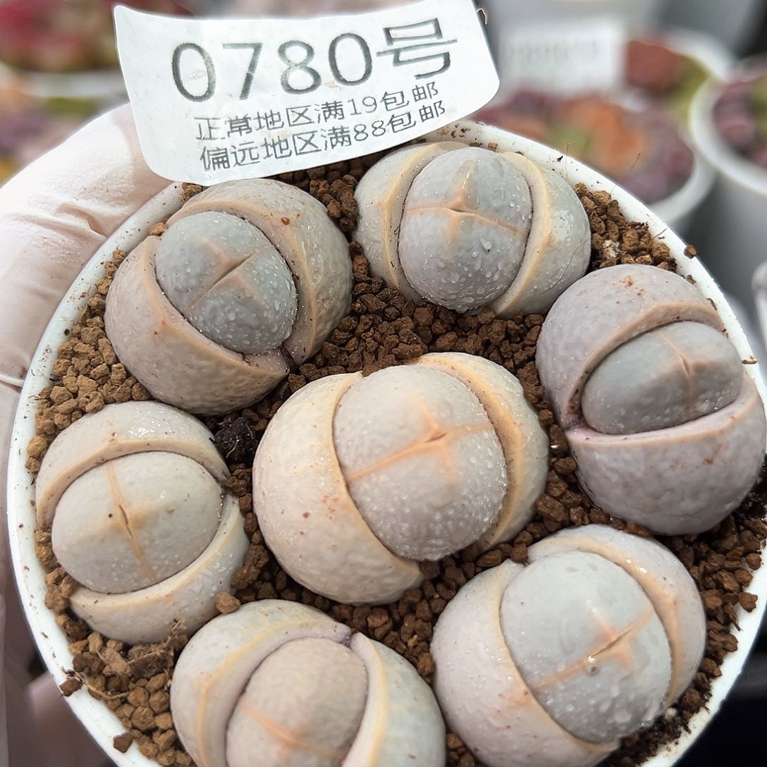 好养易活生石花大母本0780