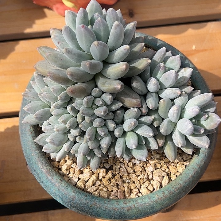 【闪购商品】天使之翼大群