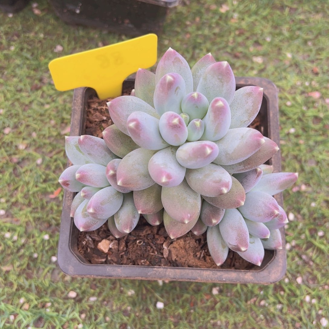 香玉的故事是一个人的故事