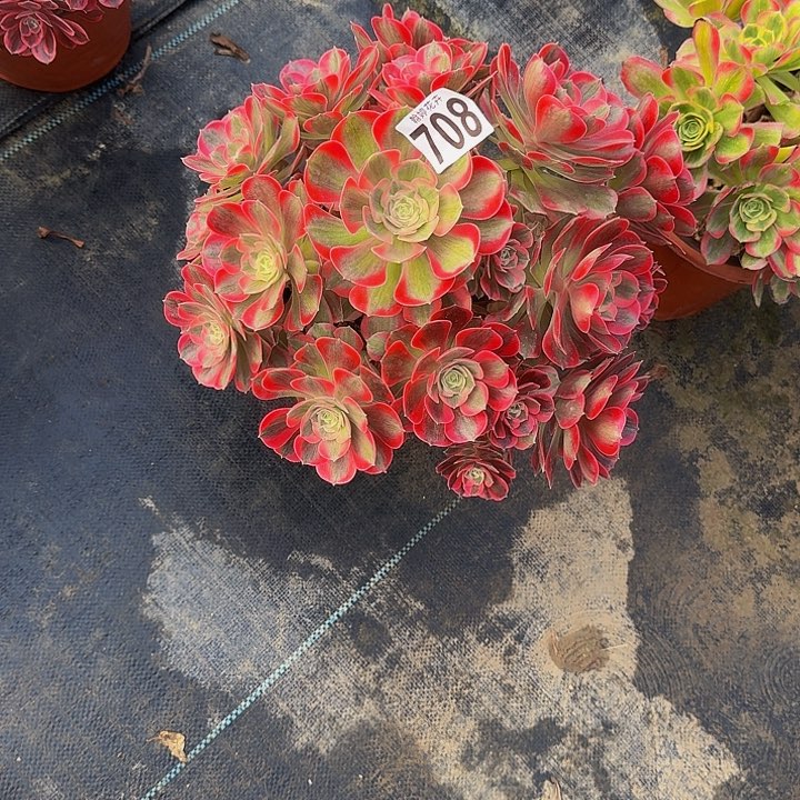 000000000000708女郎