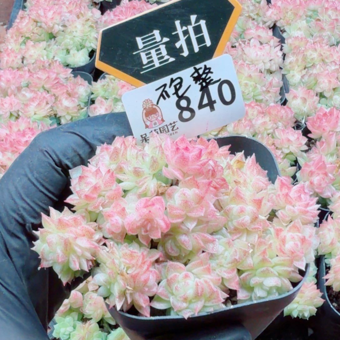多肉植物多肉植物