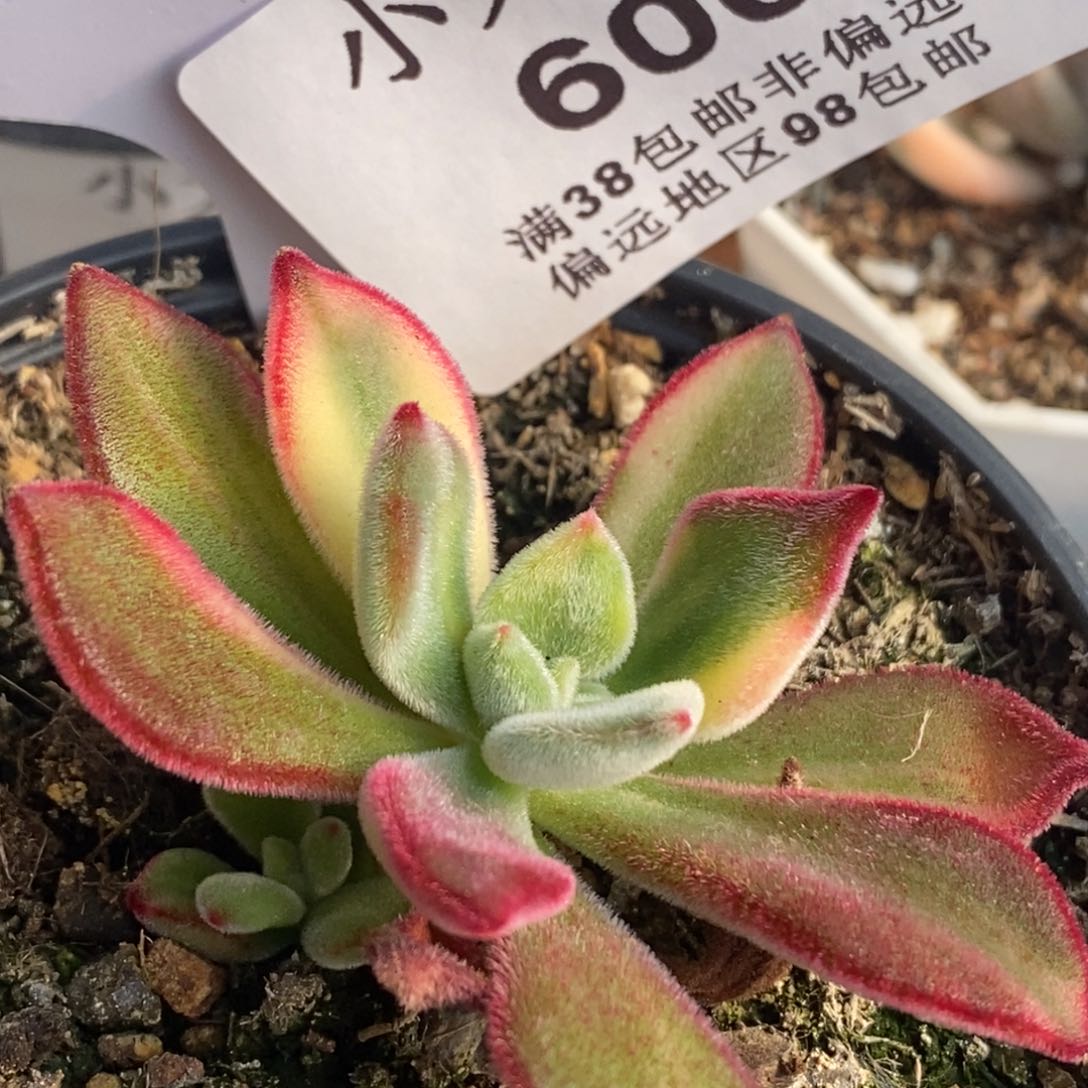 600锦晃星锦单头带侧芽