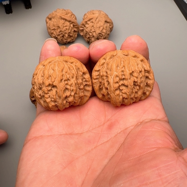 文玩核桃把件?**?山地白狮子39