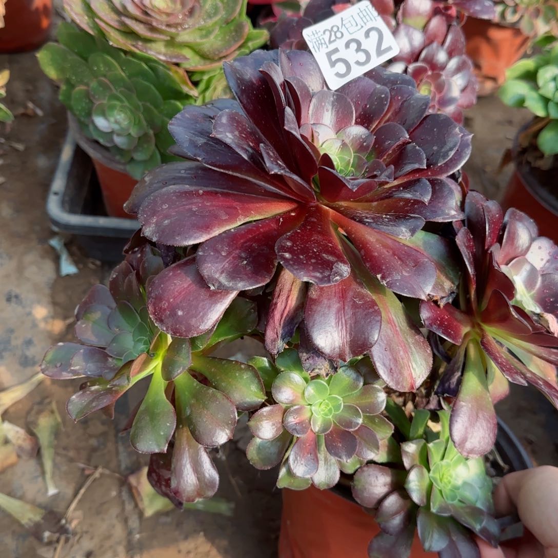 梅花博迪多肉532满28包邮断枝不包