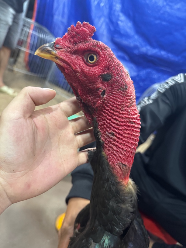 高质量斗鸡公鸡红鸡可炖汤