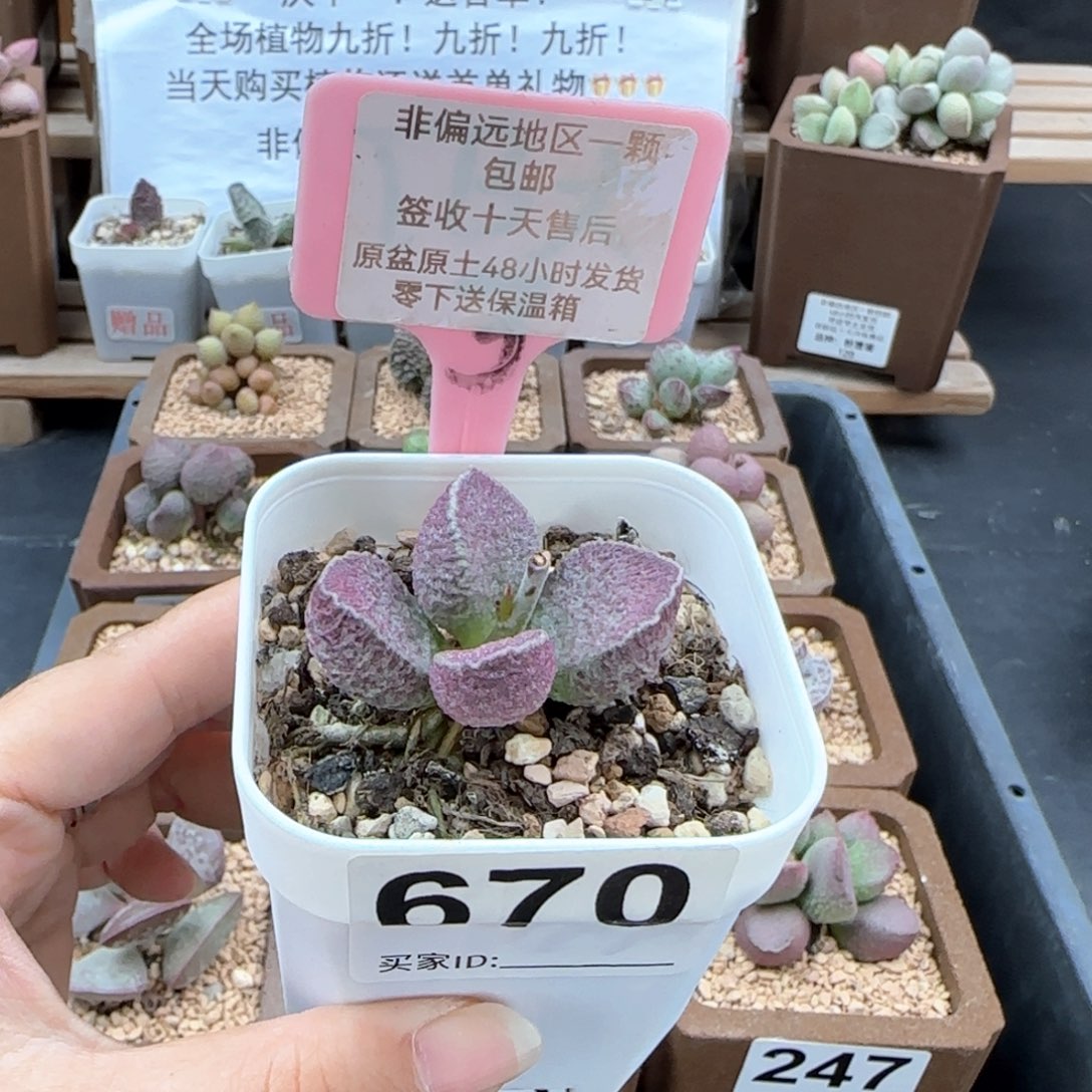 670赛猪肝多肉植物