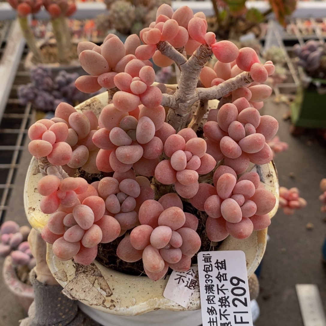 鱼子酱209/10cm多肉