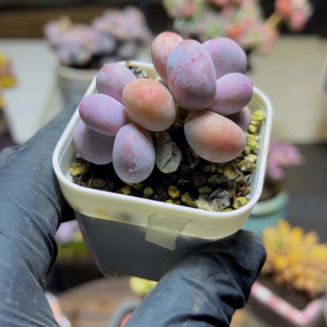 931糖豆5厘米多肉