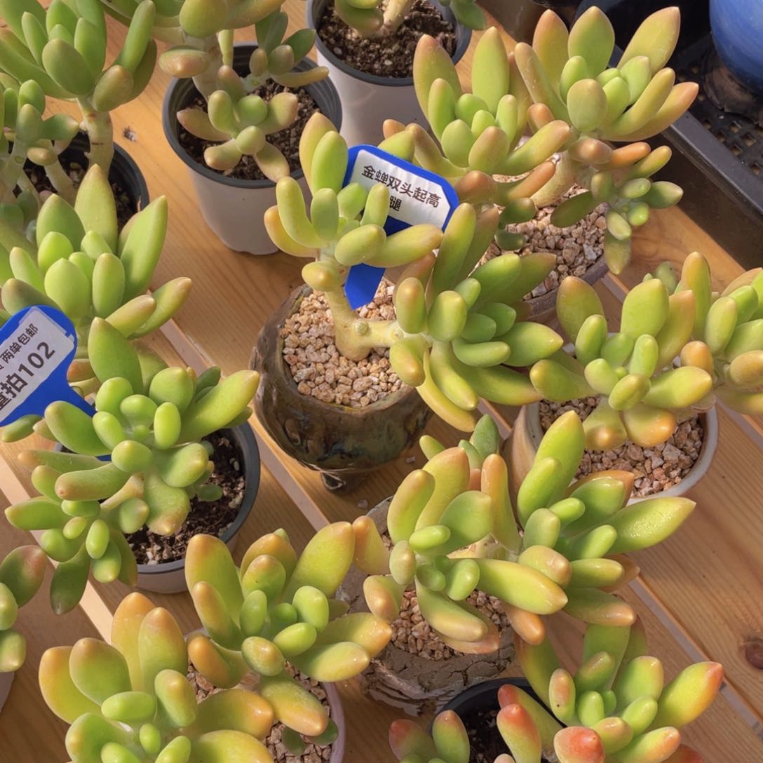 量拍102号 金蝉双头起高腿一个