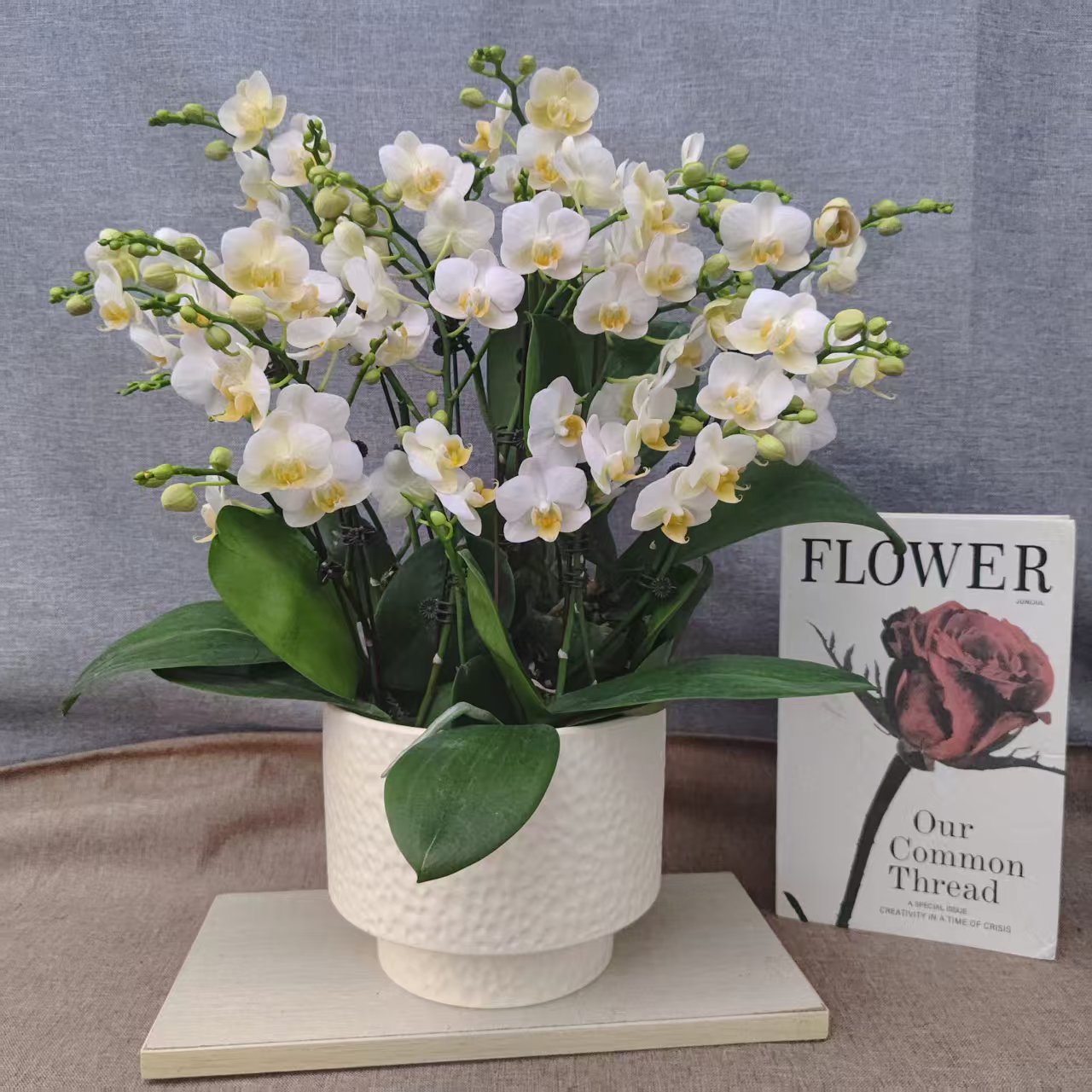 【勃艮第】蝴蝶兰 好养耐养花期长 苗情优质 基地直发