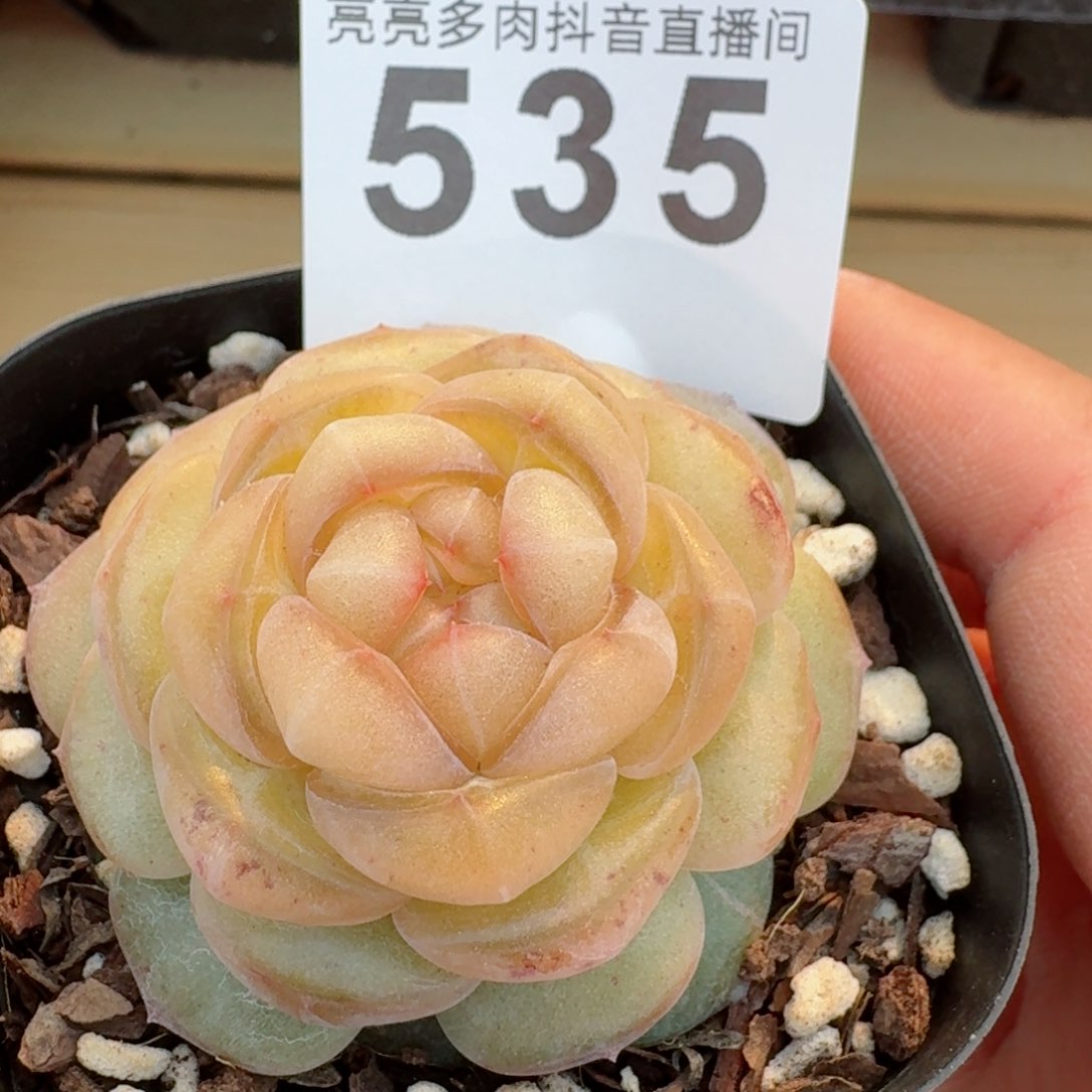 嫦娥         精品多肉