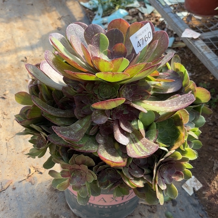 花月夜多肉法师4760