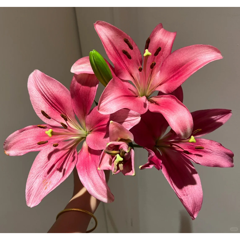 【紫霞仙子】亚百合 一单包邮 云南鲜花昆明基地现采现发