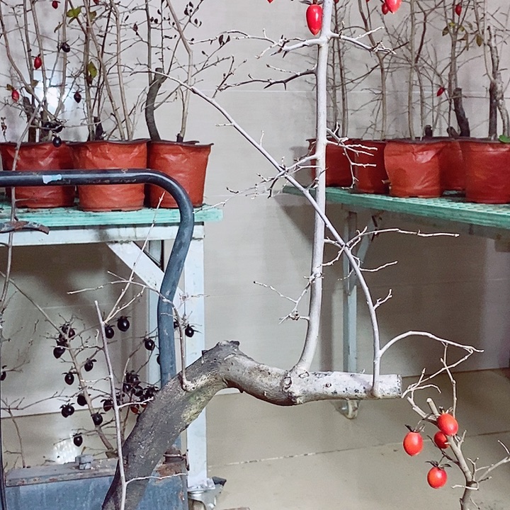 无花朵哈哈哈哈哈哈哈哈哈哈