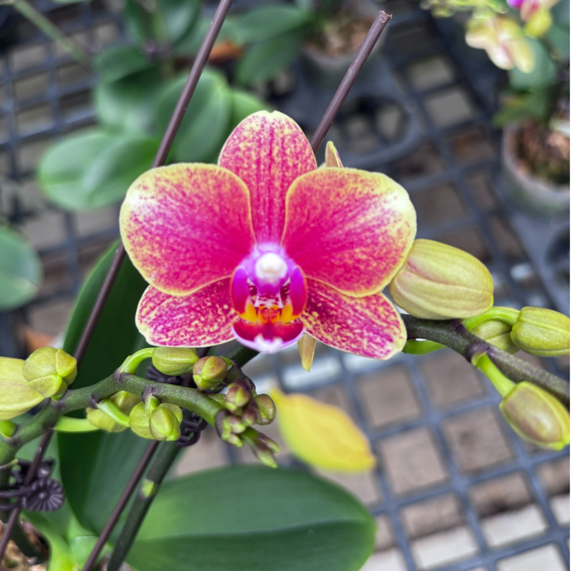 （悦顺优品）20222 蝴蝶兰  金蝶 叶片自然开裂 花期长